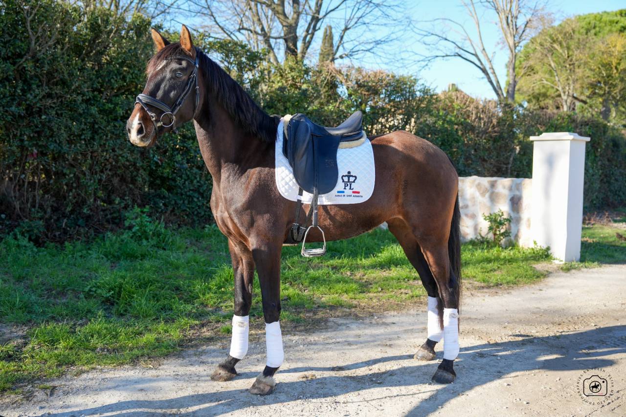 Mare KWPN Dutch Warmblood For sale 2020 Bay