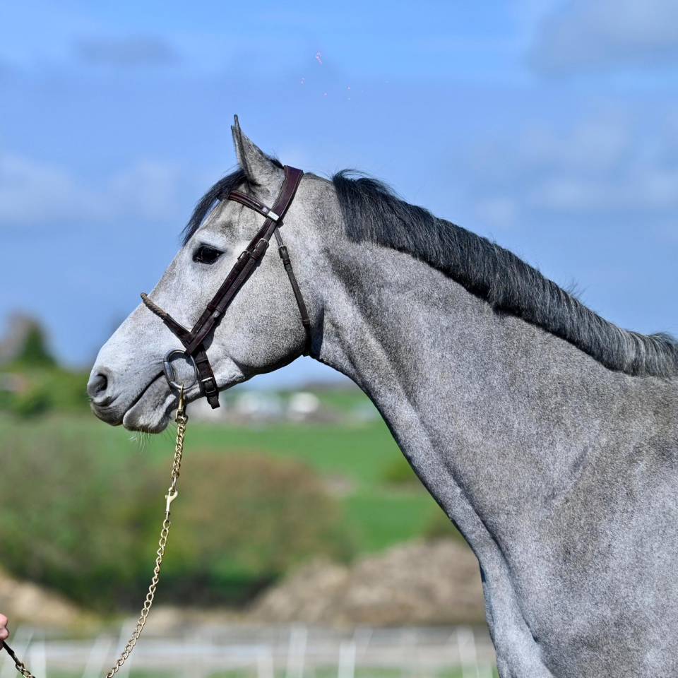 Entire KWPN Dutch Warmblood For sale 2023 Grey
