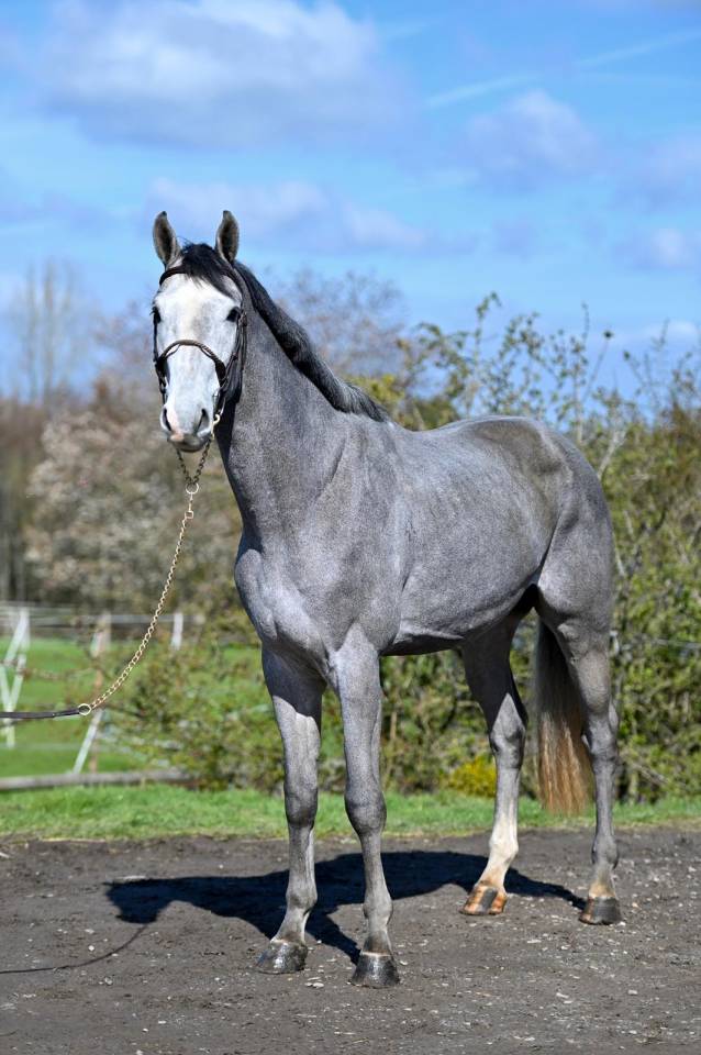 Entire KWPN Dutch Warmblood For sale 2023 Grey