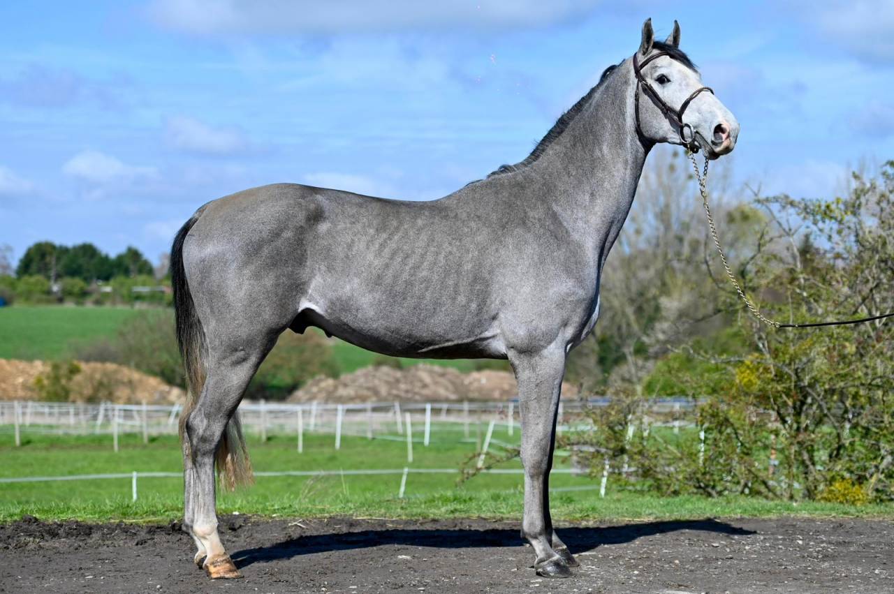 Entire KWPN Dutch Warmblood For sale 2023 Grey