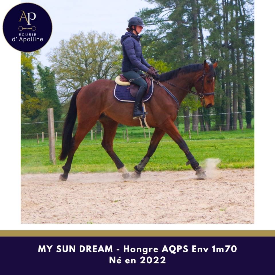 Gelding AQPS For sale 2022 Bay