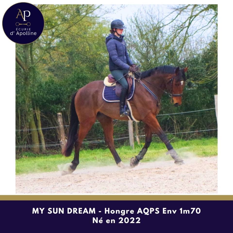 Gelding AQPS For sale 2022 Bay