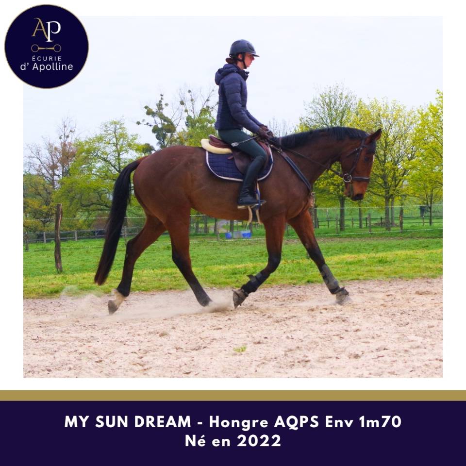 Gelding AQPS For sale 2022 Bay