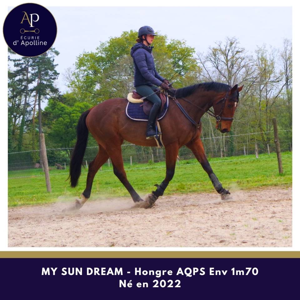 Gelding AQPS For sale 2022 Bay