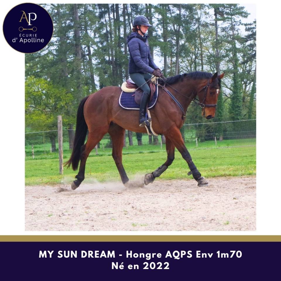 Gelding AQPS For sale 2022 Bay