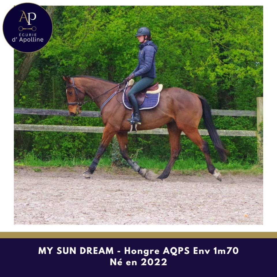 Gelding AQPS For sale 2022 Bay