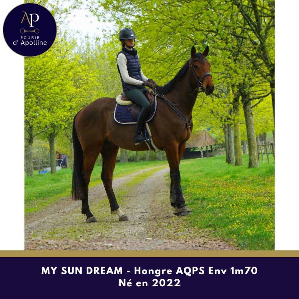 Gelding AQPS For sale 2022 Bay