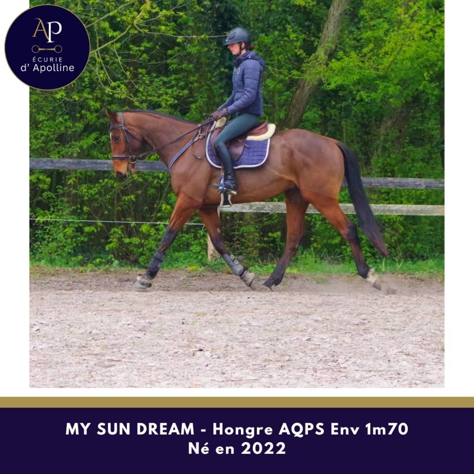 Gelding AQPS For sale 2022 Bay