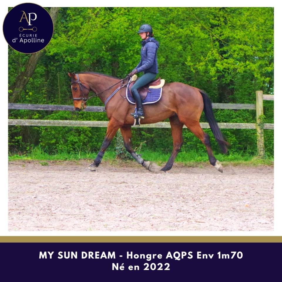 Gelding AQPS For sale 2022 Bay