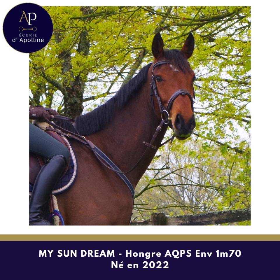 Gelding AQPS For sale 2022 Bay