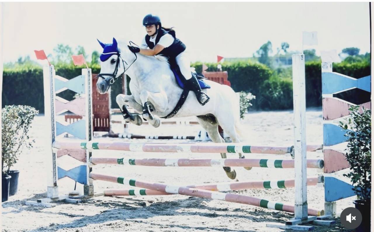 Mare Connemara For sale 2012 Grey