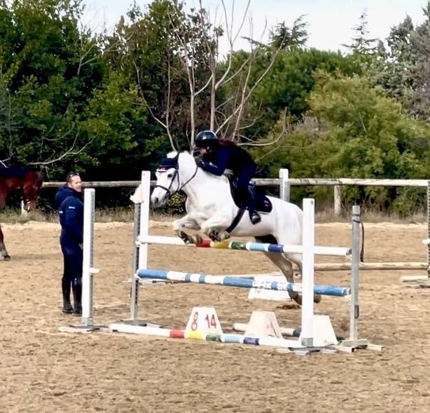 Mare Connemara For sale 2012 Grey