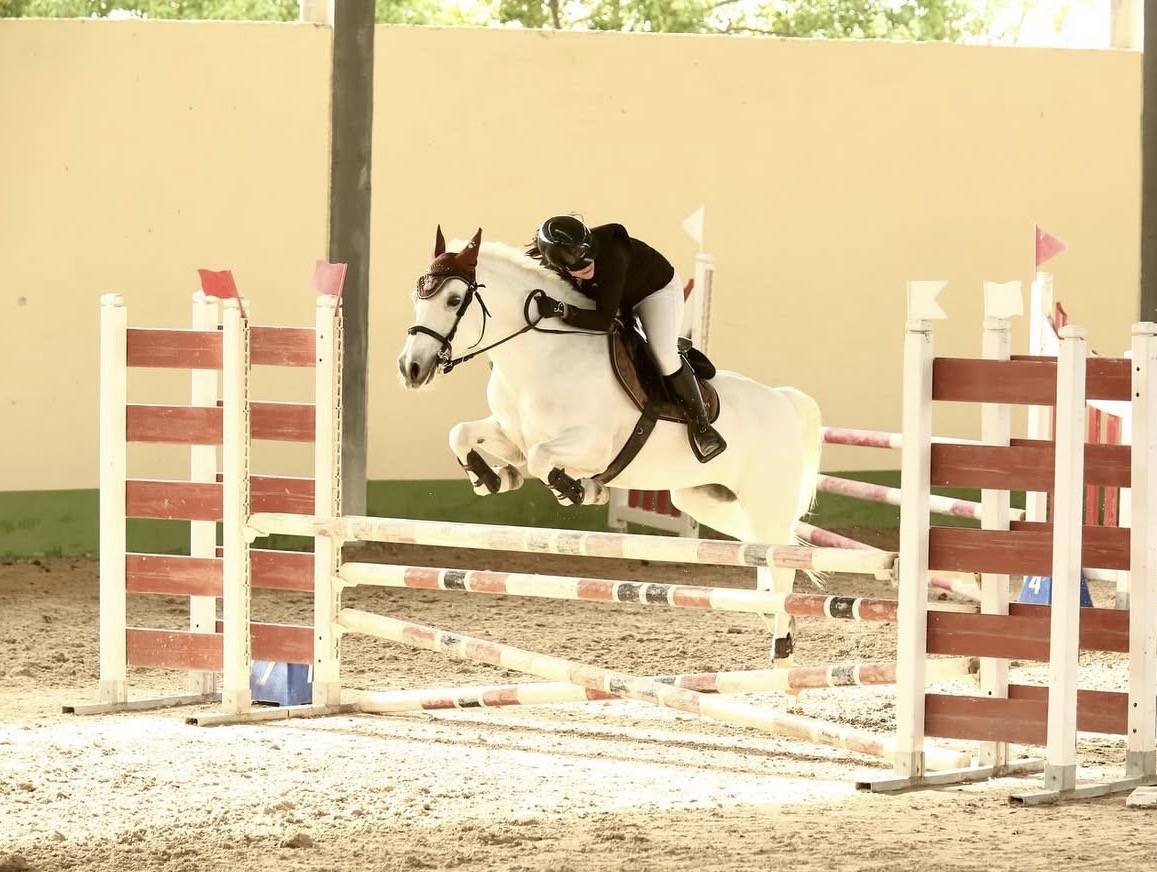 Mare Connemara For sale 2012 Grey