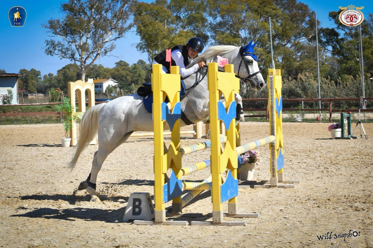 Mare Connemara For sale 2012 Grey