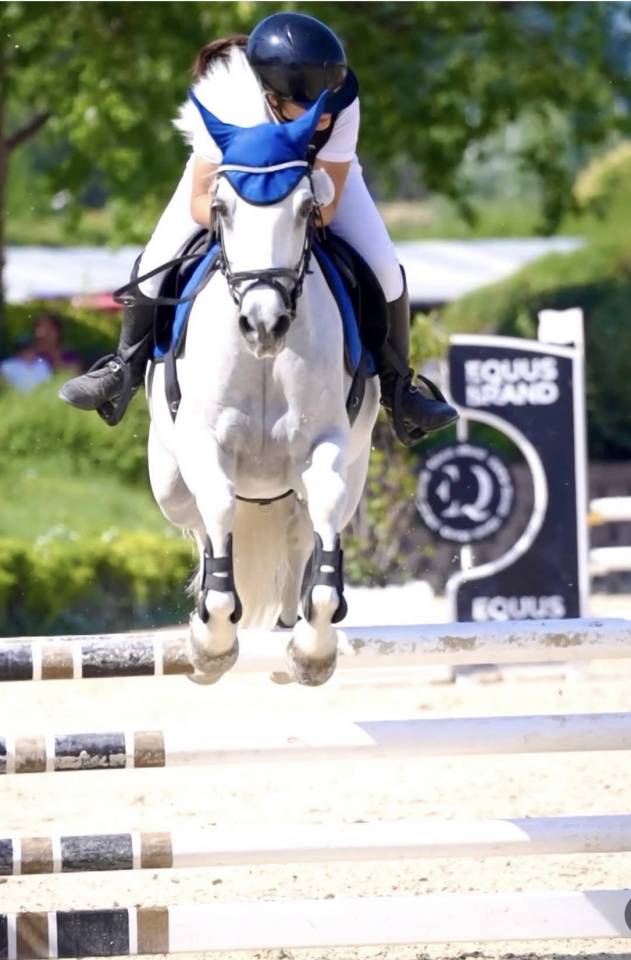 Mare Connemara For sale 2012 Grey