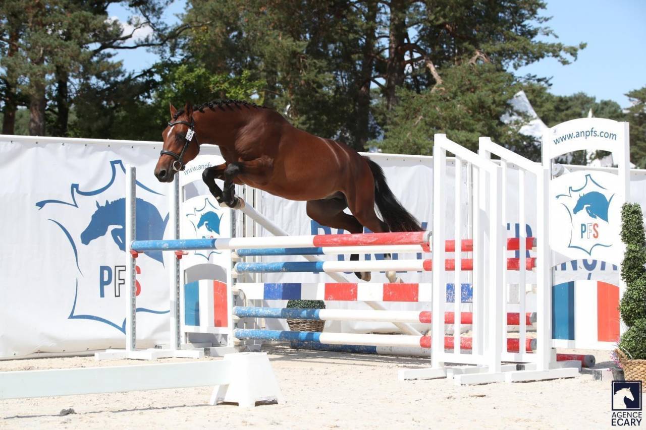 Gelding French Saddle Pony For sale 2023 Bay