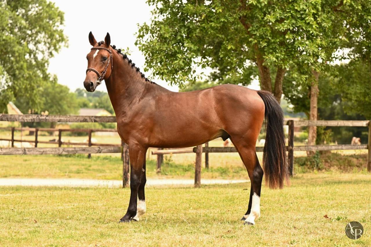 Gelding French Saddle Pony For sale 2023 Bay