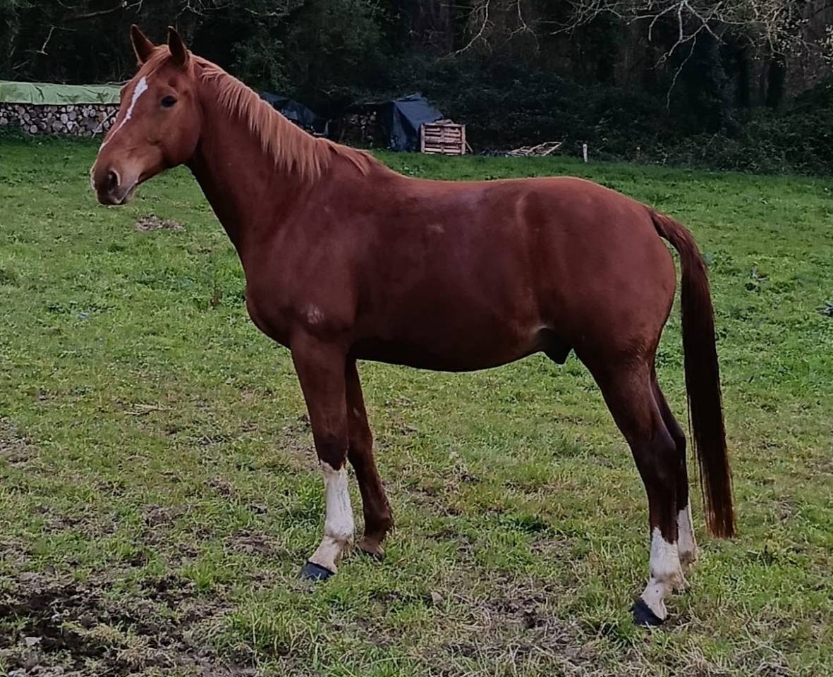 Gelding Selle Fran&ccedil;ais For sale 2013 Chesnut