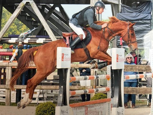 Gelding Selle Fran&ccedil;ais For sale 2013 Chesnut