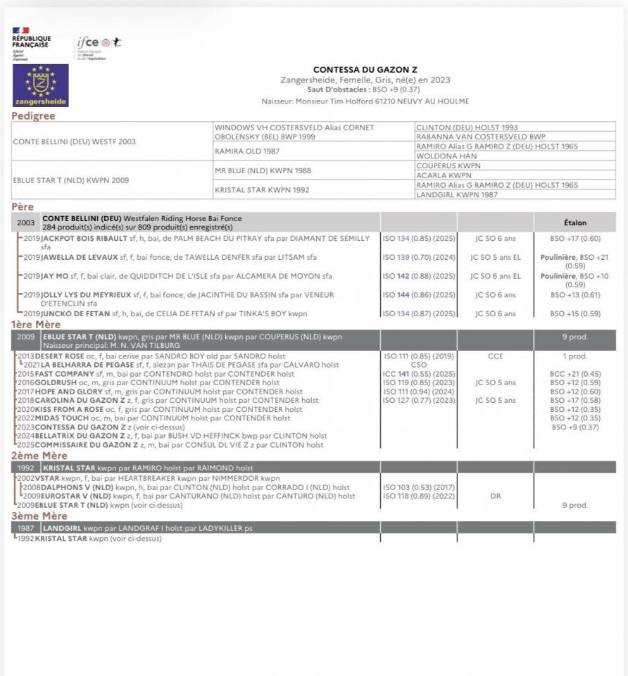 Mare Zangersheide For sale 2023 Grey