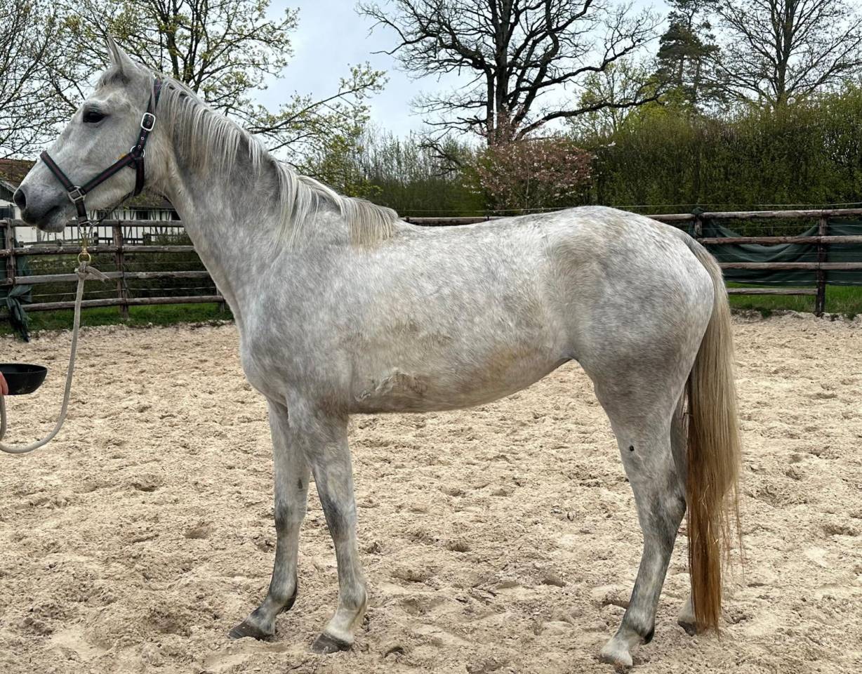 Mare Zangersheide For sale 2023 Grey