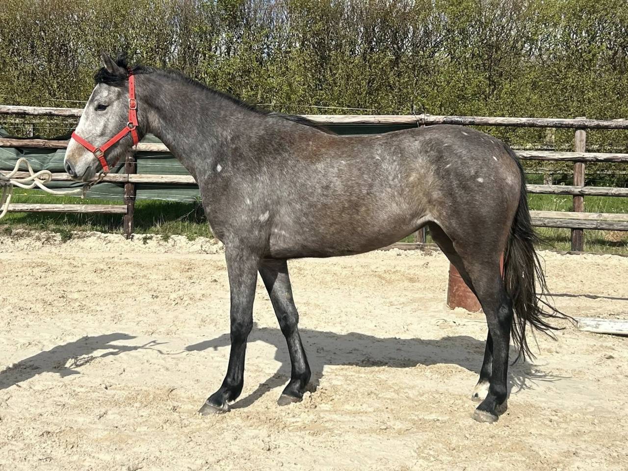 Mare Origin Recorded For sale 2023 Grey