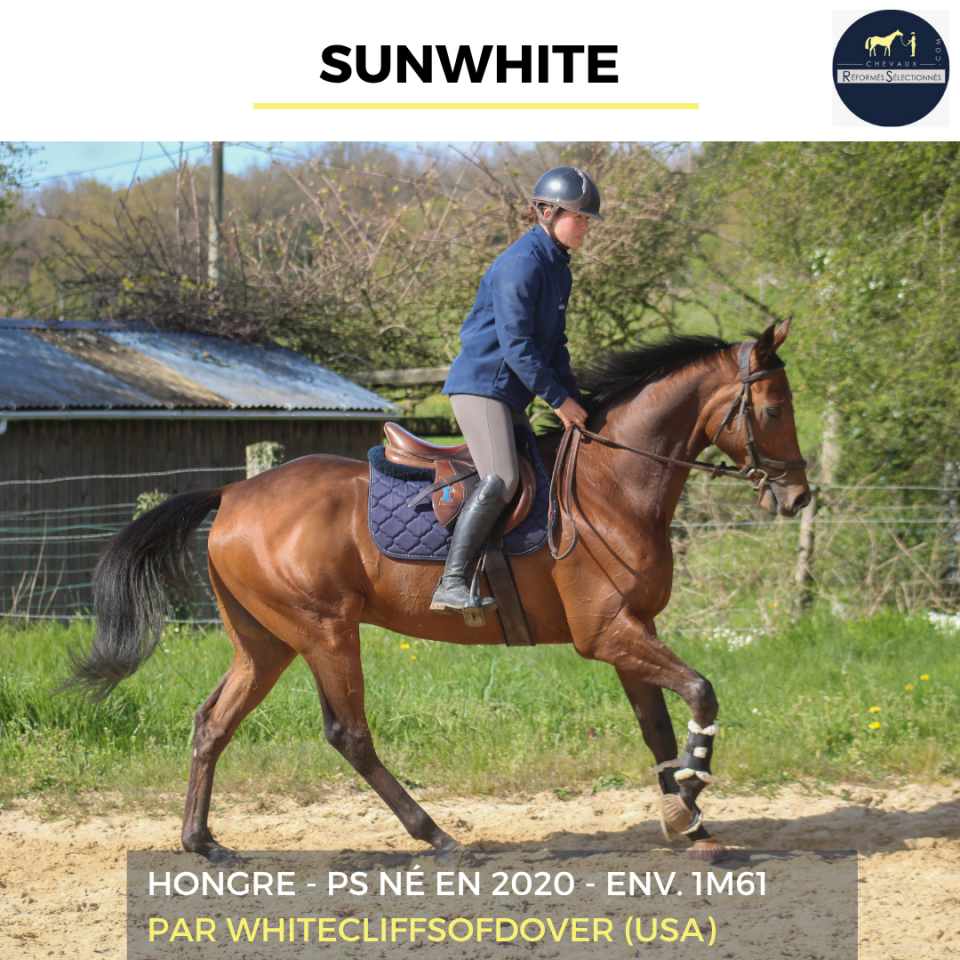 Gelding Thoroughbred For sale 2020 Bay