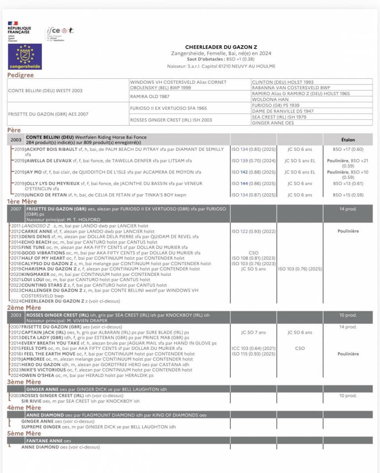 Mare Zangersheide For sale 2024 Bay