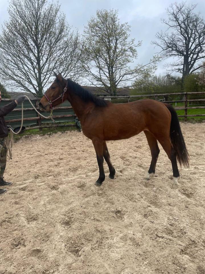 Mare Zangersheide For sale 2024 Bay