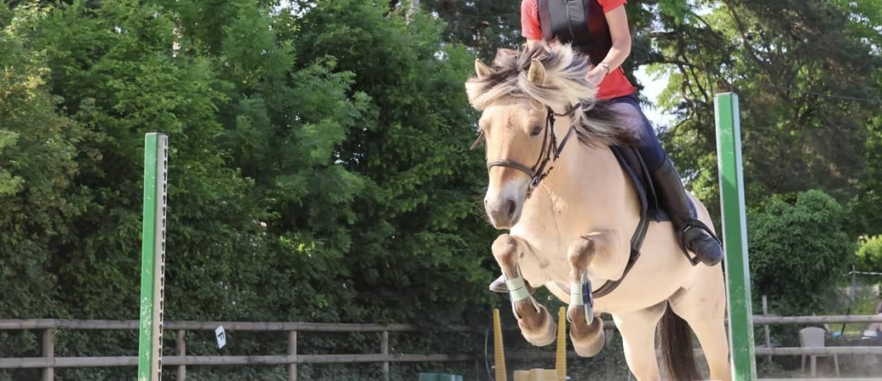 Mare Fjord Part-Livery 2012 Buckskin