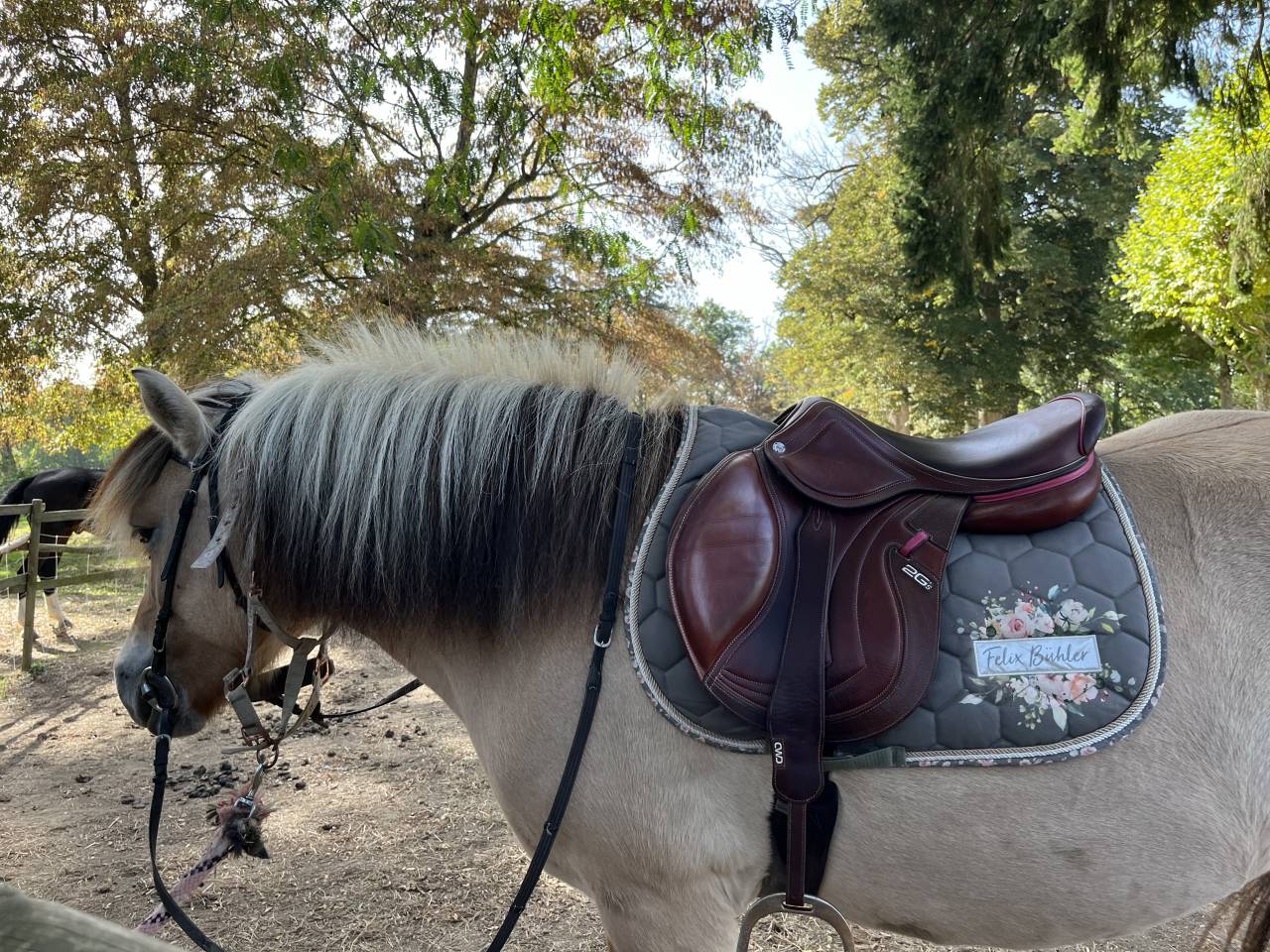 Mare Fjord Part-Livery 2012 Buckskin