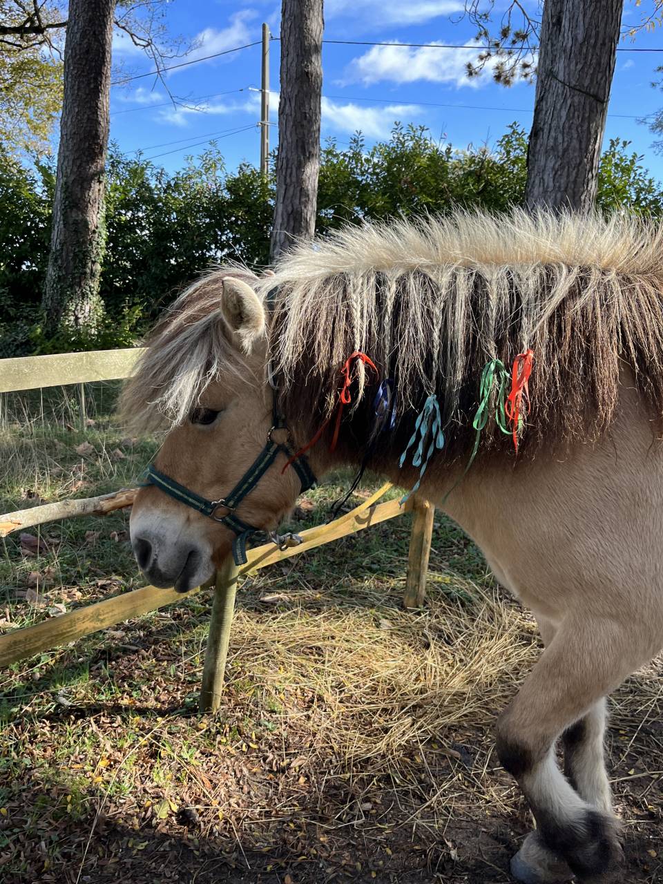 Mare Fjord Part-Livery 2012 Buckskin