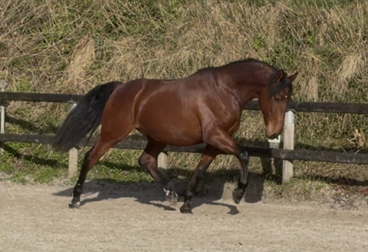 Gelding PRE Pure Spanish Bred For sale 2021 Bay