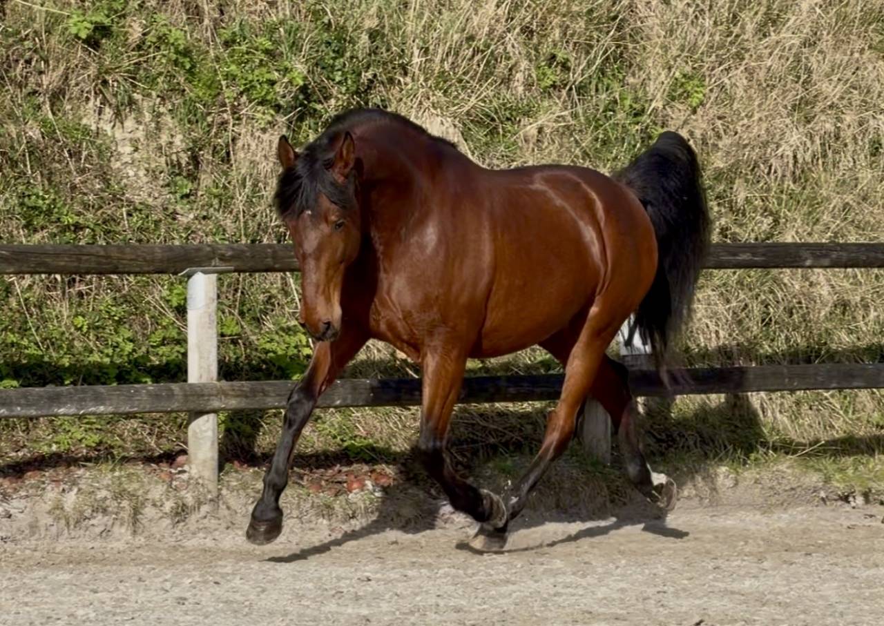 Gelding PRE Pure Spanish Bred For sale 2021 Bay
