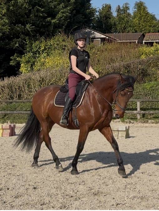 Gelding PRE Pure Spanish Bred For sale 2021 Bay