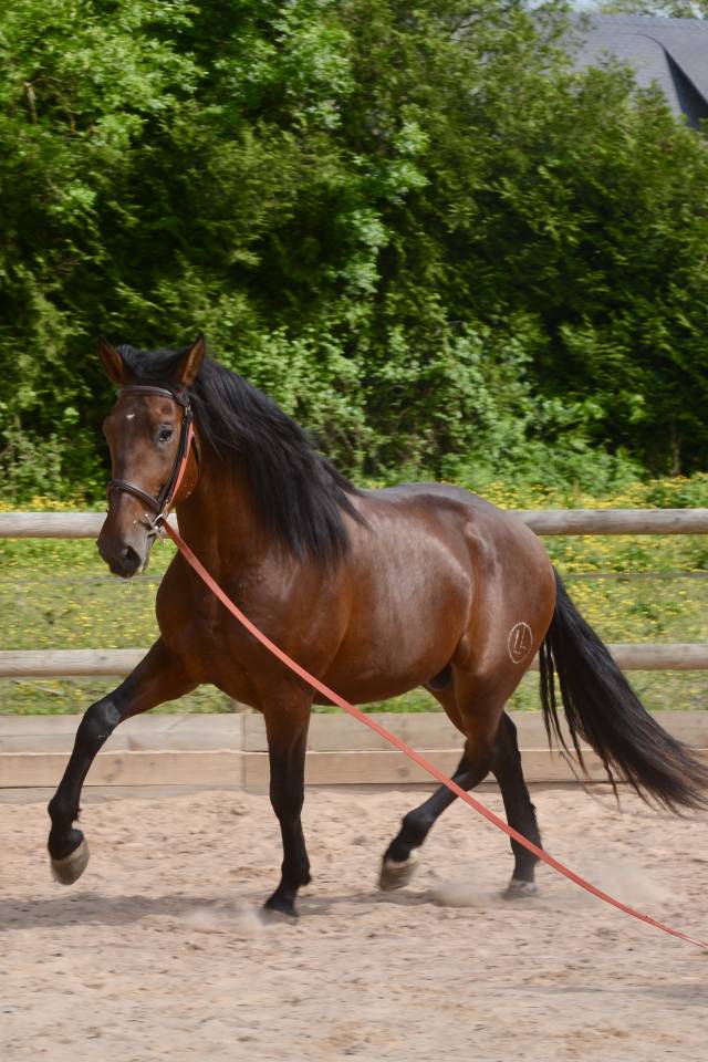 Gelding PRE Pure Spanish Bred For sale 2021 Bay