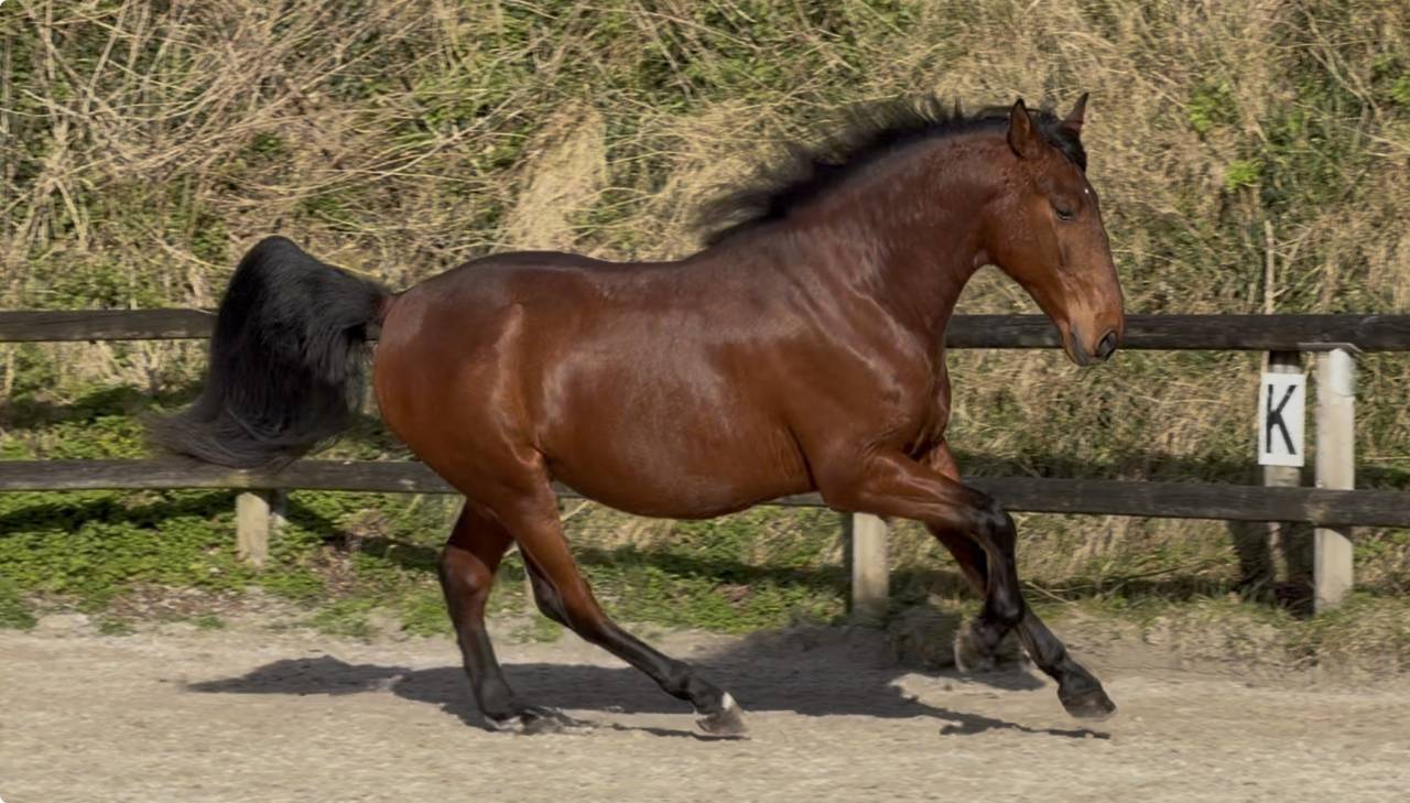 Gelding PRE Pure Spanish Bred For sale 2021 Bay