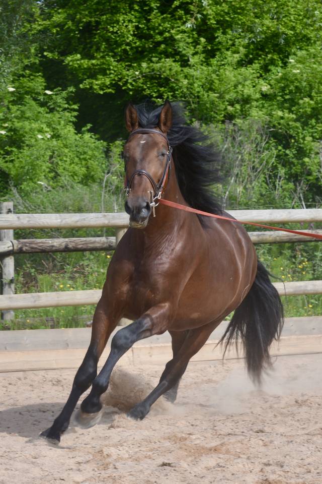 Gelding PRE Pure Spanish Bred For sale 2021 Bay