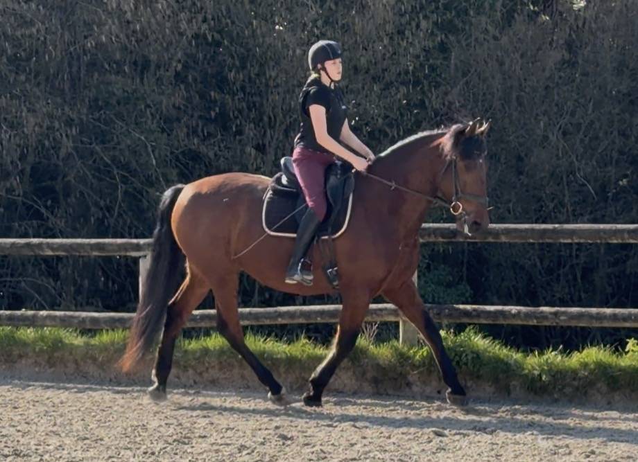 Gelding PRE Pure Spanish Bred For sale 2021 Bay