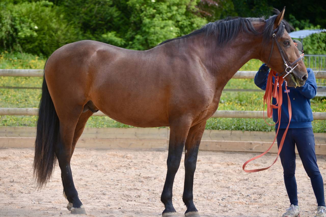 Gelding PRE Pure Spanish Bred For sale 2021 Bay