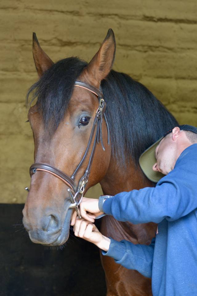 Gelding PRE Pure Spanish Bred For sale 2021 Bay