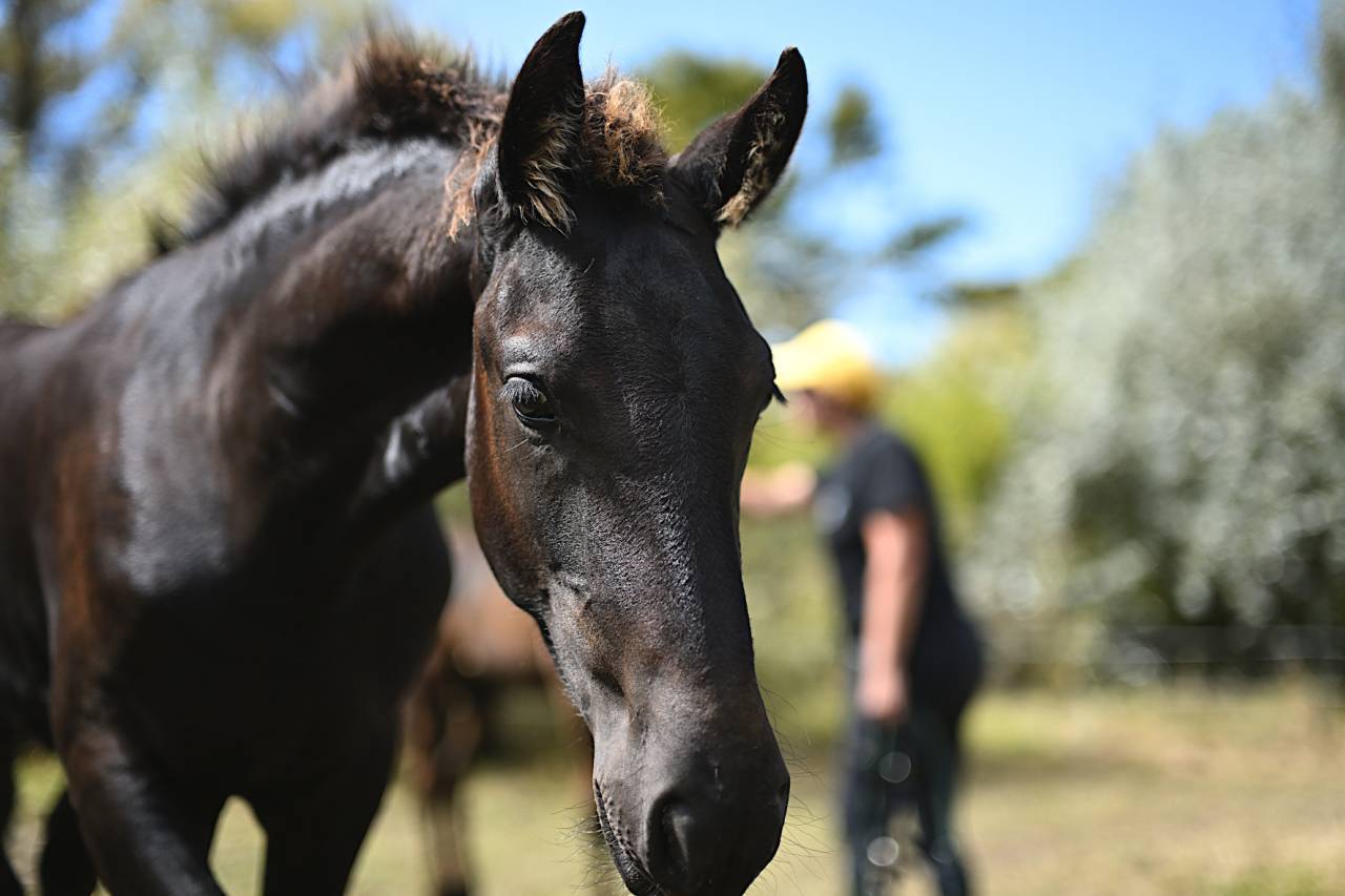 Entire Friesian For sale 2025 Black