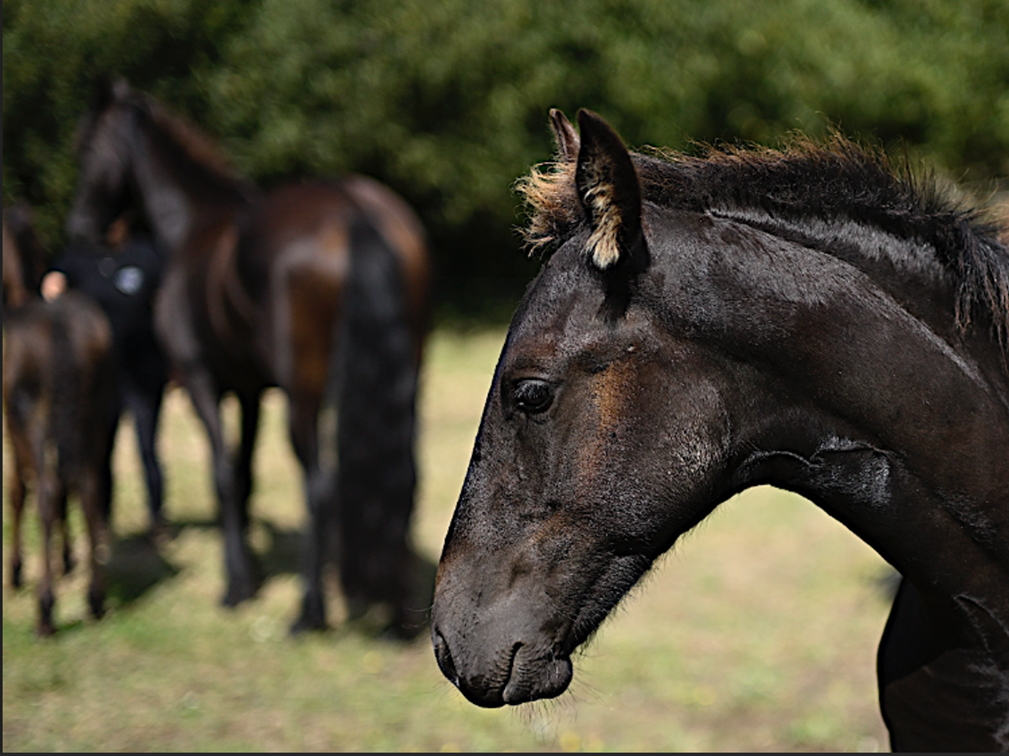Entire Friesian For sale 2025 Black