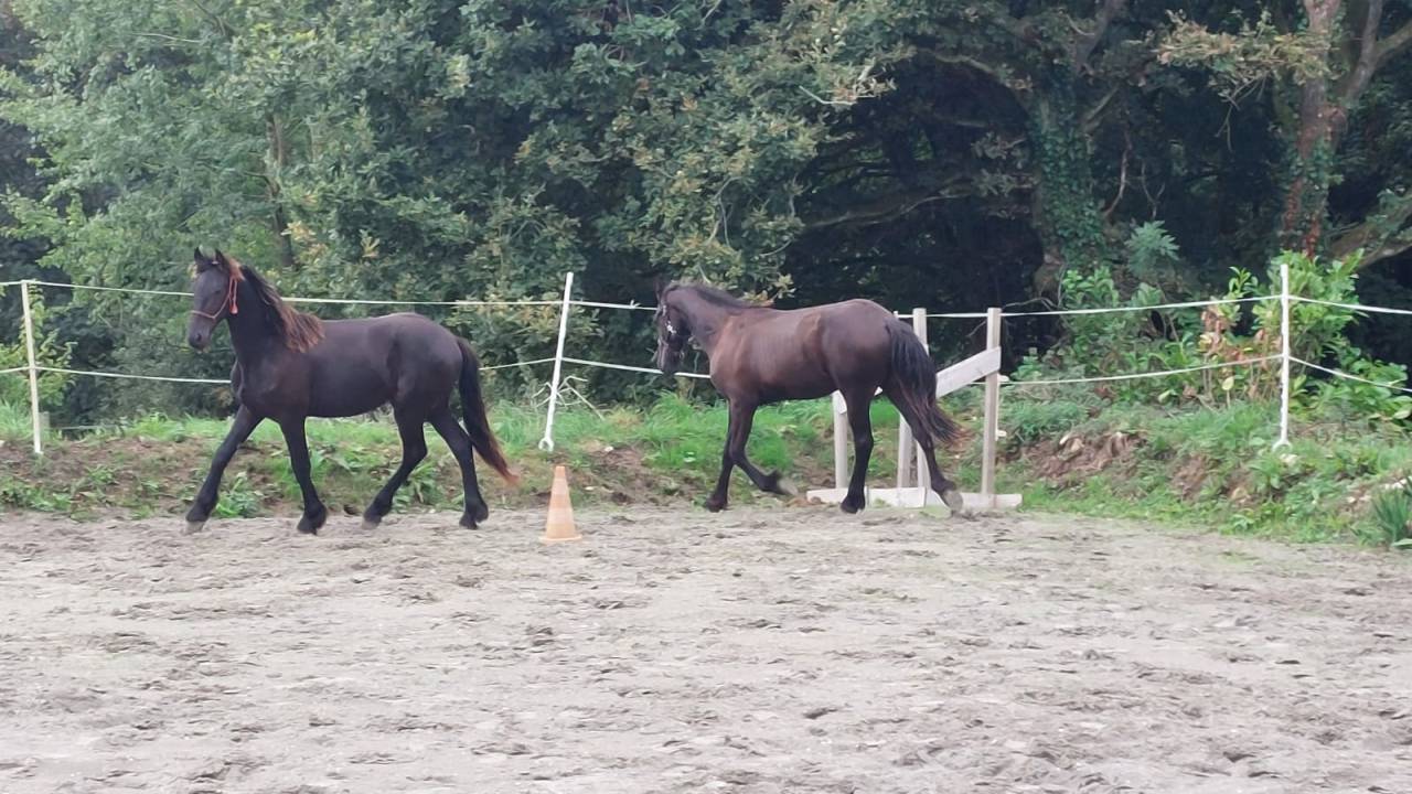 Entire Friesian For sale 2025 Black