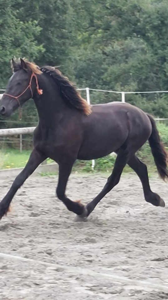 Entire Friesian For sale 2025 Black