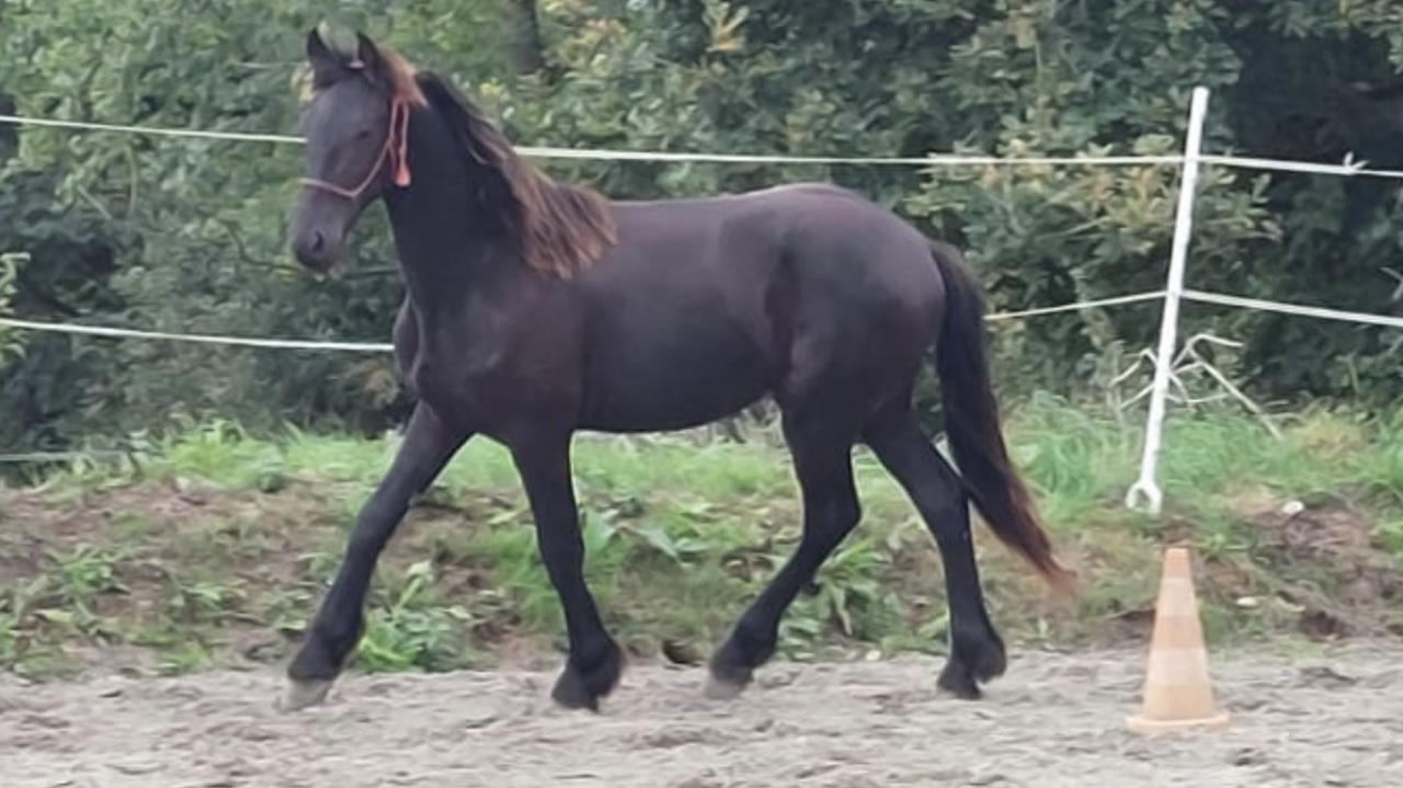 Entire Friesian For sale 2025 Black