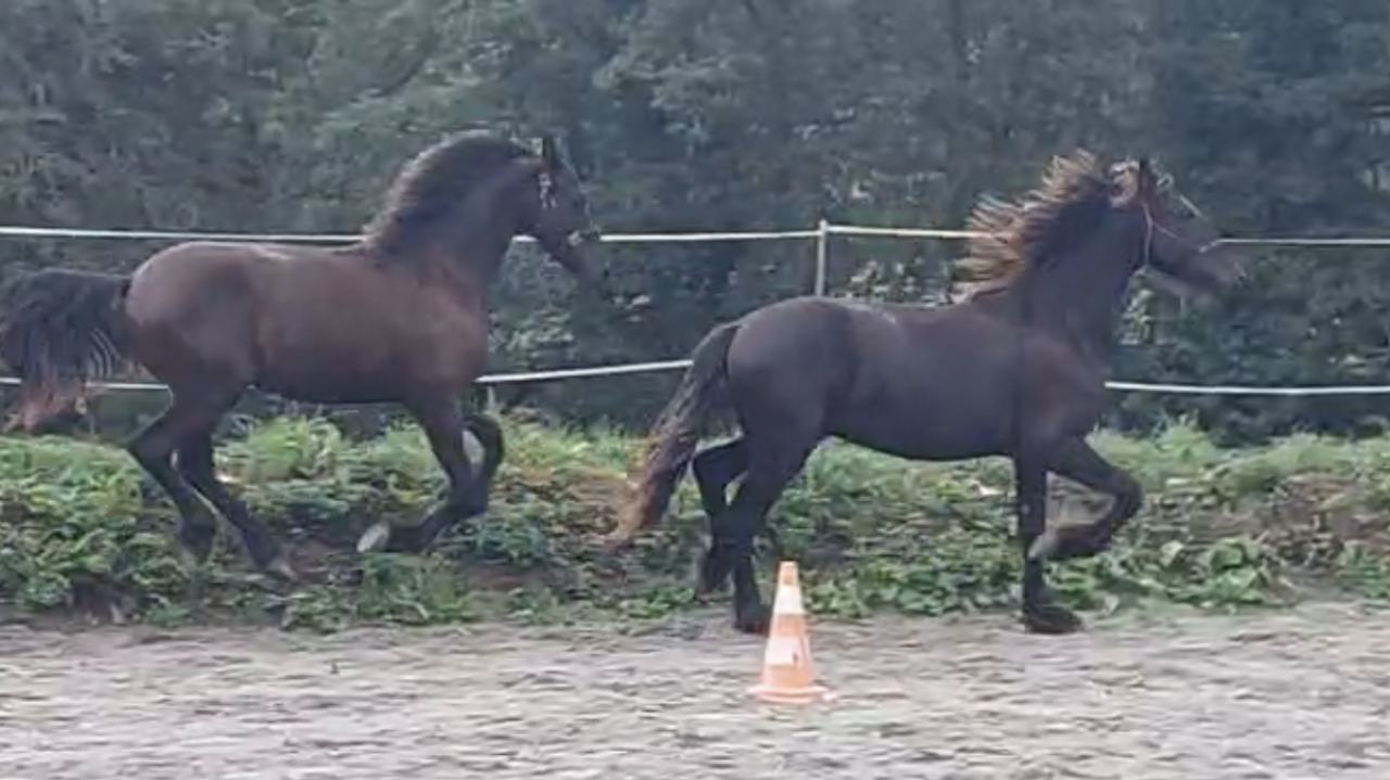 Entire Friesian For sale 2025 Black