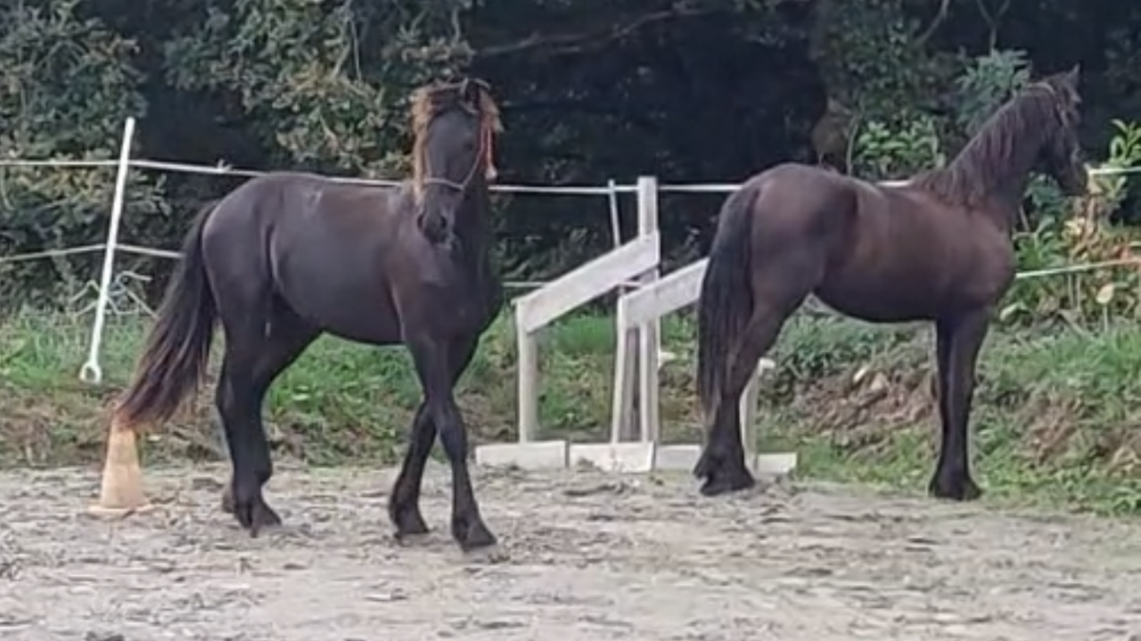 Entire Friesian For sale 2025 Black