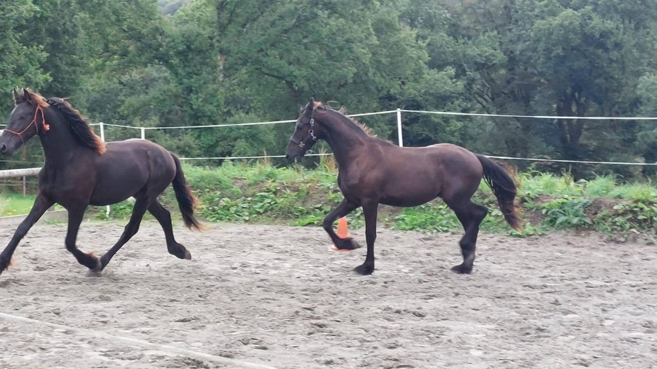 Entire Friesian For sale 2025 Black
