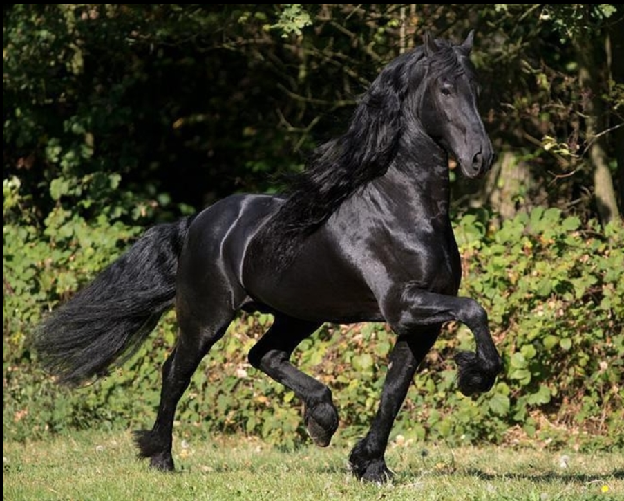 Entire Friesian For sale 2025 Black